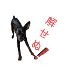 名犬サクちゃん2（個別スタンプ：2）