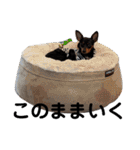 名犬サクちゃん2（個別スタンプ：3）
