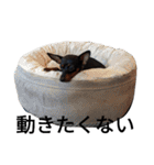 名犬サクちゃん2（個別スタンプ：5）