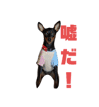 名犬サクちゃん2（個別スタンプ：8）