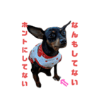 名犬サクちゃん2（個別スタンプ：9）