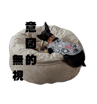 名犬サクちゃん2（個別スタンプ：11）