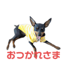 名犬サクちゃん2（個別スタンプ：12）
