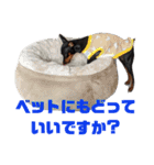 名犬サクちゃん2（個別スタンプ：13）