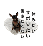 名犬サクちゃん2（個別スタンプ：14）
