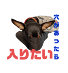 名犬サクちゃん2（個別スタンプ：18）