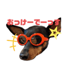 名犬サクちゃん2（個別スタンプ：20）