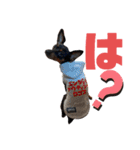 名犬サクちゃん2（個別スタンプ：21）