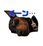 名犬サクちゃん2（個別スタンプ：23）