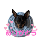 名犬サクちゃん2（個別スタンプ：24）