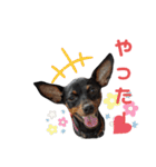 名犬サクちゃん2（個別スタンプ：25）
