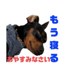 名犬サクちゃん2（個別スタンプ：26）