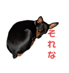 名犬サクちゃん2（個別スタンプ：30）