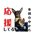 名犬サクちゃん2（個別スタンプ：34）