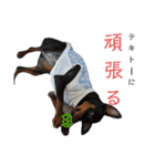 名犬サクちゃん2（個別スタンプ：35）