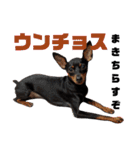 名犬サクちゃん2（個別スタンプ：36）
