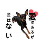 名犬サクちゃん2（個別スタンプ：39）