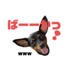 名犬サクちゃん（個別スタンプ：2）