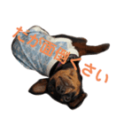 名犬サクちゃん（個別スタンプ：3）