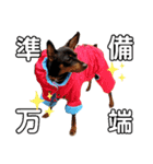 名犬サクちゃん（個別スタンプ：4）