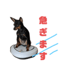 名犬サクちゃん（個別スタンプ：5）