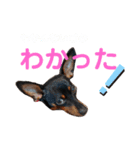 名犬サクちゃん（個別スタンプ：7）