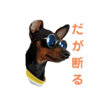 名犬サクちゃん（個別スタンプ：9）