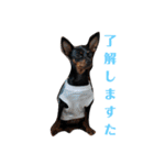 名犬サクちゃん（個別スタンプ：10）
