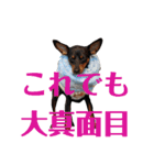 名犬サクちゃん（個別スタンプ：12）