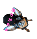 名犬サクちゃん（個別スタンプ：13）