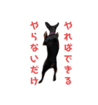名犬サクちゃん（個別スタンプ：14）