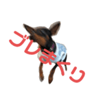 名犬サクちゃん（個別スタンプ：15）