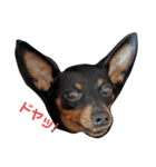 名犬サクちゃん（個別スタンプ：16）