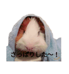 モルモットのデービット（個別スタンプ：2）