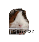モルモットのデービット（個別スタンプ：7）