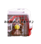 モルモットのデービット（個別スタンプ：9）