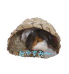 モルモットのデービット（個別スタンプ：13）