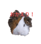 モルモットのデービット（個別スタンプ：16）