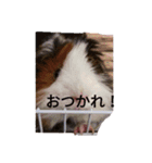 モルモットのデービット（個別スタンプ：17）
