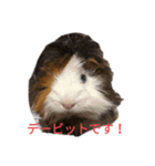 モルモットのデービット（個別スタンプ：21）