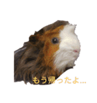 モルモットのデービット（個別スタンプ：25）
