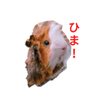 モルモットのデービット（個別スタンプ：27）