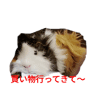 モルモットのデービット（個別スタンプ：31）