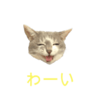 ネコのみいちゃん（個別スタンプ：1）