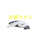 ネコのみいちゃん（個別スタンプ：3）