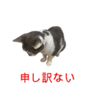 ネコのみいちゃん（個別スタンプ：5）