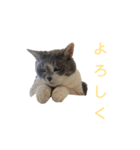 ネコのみいちゃん（個別スタンプ：6）
