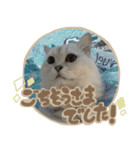 samba スタンプ（個別スタンプ：5）