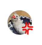 samba スタンプ（個別スタンプ：7）