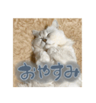 samba スタンプ（個別スタンプ：8）